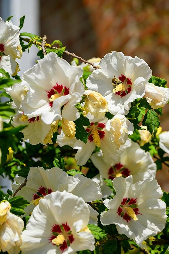 Hibiscus grandiflorus Seeds for Planting, 99+pcs Perennial Giant Hibiscus Grandiflorus Flower Seeds, Non-GMO Heirloom Rare Beauty Blooms Flowers Plants for Home Garden Outdoors