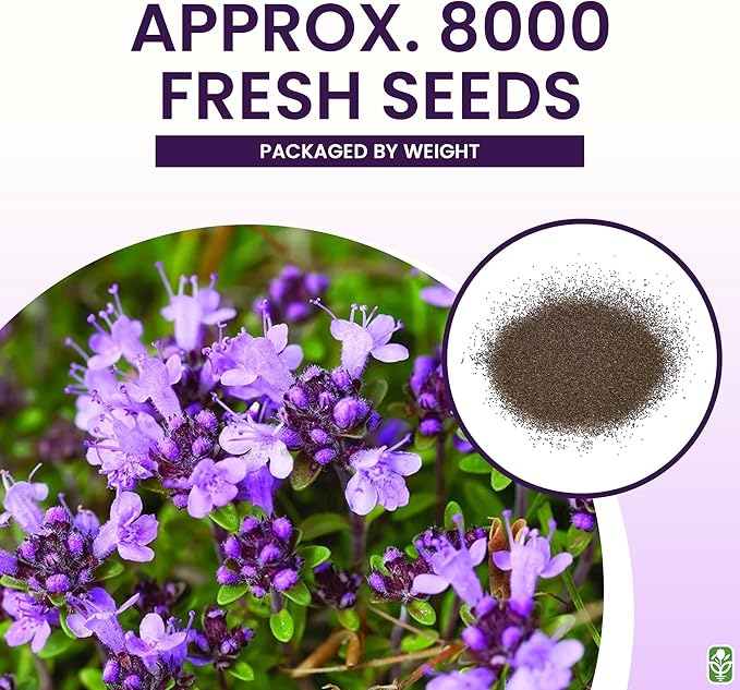 Creeping Thyme Seeds - Dense Ground Cover for Landscaping - 8,000+ Seeds - Outdoor Planting - Grown in The U.S.A