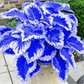 Blue Coleus Plant Seeds, 1 Packs 20 Count Each, Vibrant White-Edged Foliage, Garden and Indoor Growing Limited Supply Order Now!