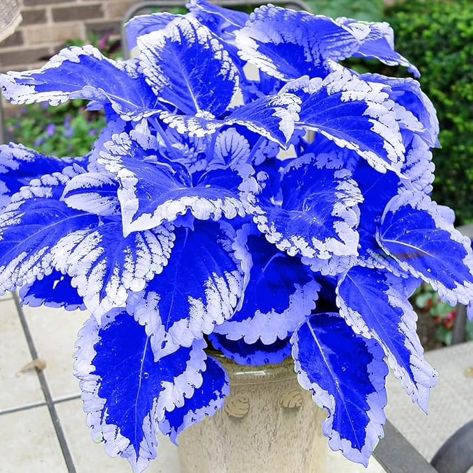 Coleus Seeds, 100 Pack, Indoor Outdoor Colorful Foliage Plant, Shade-Loving Garden Decor