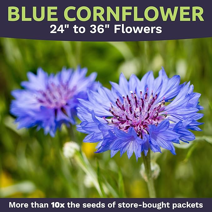 Blue Cornflower Seeds – Bachelor Buttons – Bulk Quarter Pound Bag – Over 20,000 Open Pollinated Non-GMO Wildflower Seeds – Centaurea cyanus