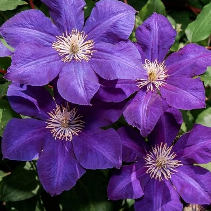 50 Dark Purple Clematis Seeds Bloom Climbing Non-GMO, Heirloom Seeds Perennial Flower Seeds Garden Flower