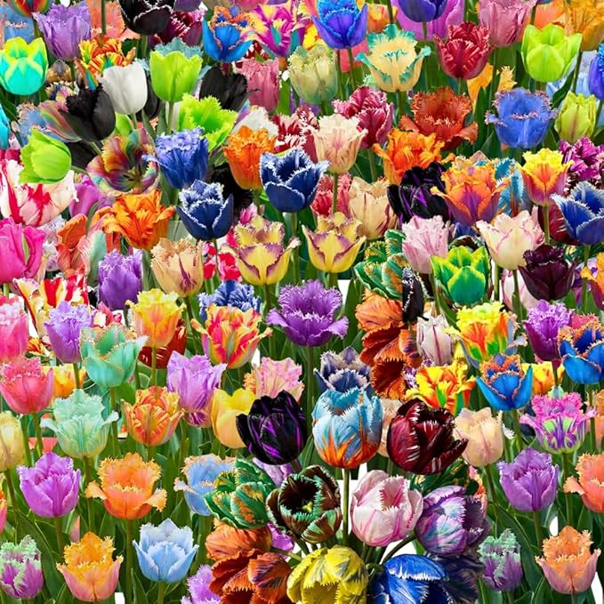 20 Top Size Tulip Bulbs for Spring Planting, Mixed Tulip Flower Bulbs, Bulk Pack of Colorful Tulips for Spring Blooms, Grow Flowerbeds, Fresh Harvest
