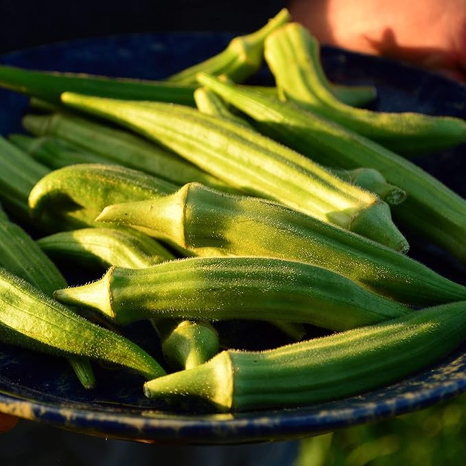 Perkins Long Pod Okra - 50 Seeds - Heirloom & Open-Pollinated Variety, Easy-to-Grow, Non-GMO Vegetable Seeds for Planting Outdoors in The Home Garden, Thresh Seed Company