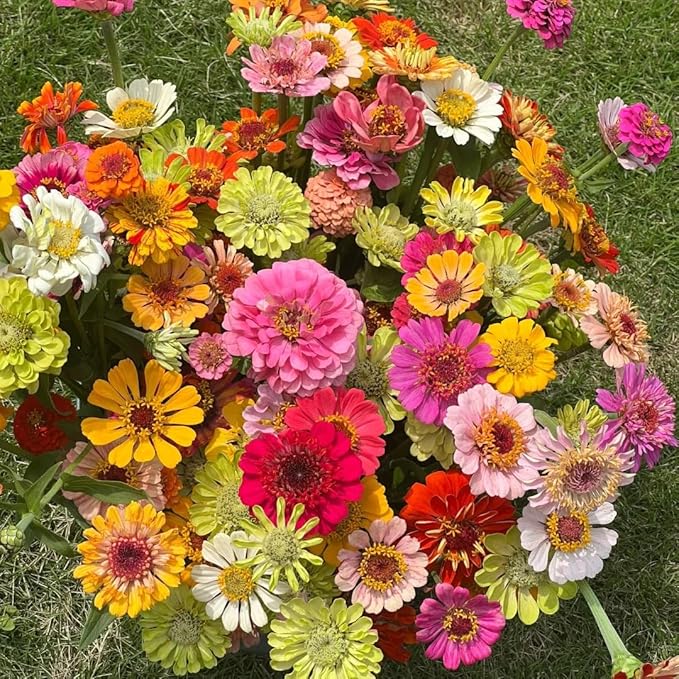 Dwarf Zinnia Seeds for Planting, 50+pcs Rare Perennial Zinnia Flower Seeds Plants, Non-GMO Heirloom Fragrant Beauty Flowers Plants Home Garden for Outdoors
