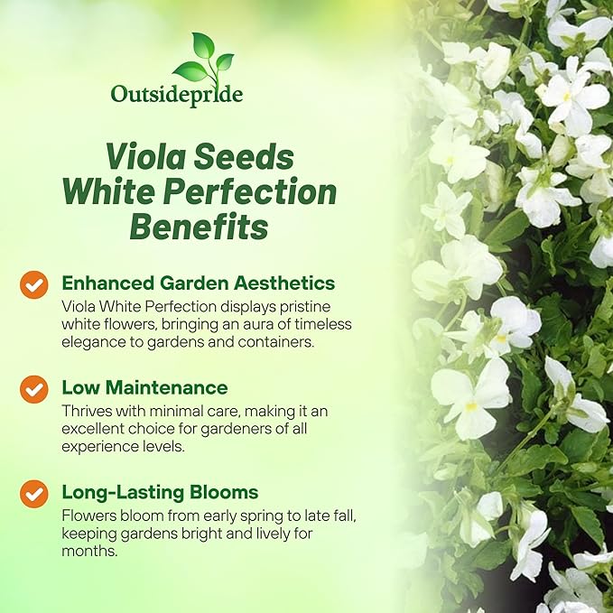 Outsidepride White Perfection Viola Pansy Seeds for Planting - 2000 Pcs. Perennial, Cold-Hardy & Pollinator Friendly Flowers with Fragrant Blooms for Garden Beds, Borders & Container Displays