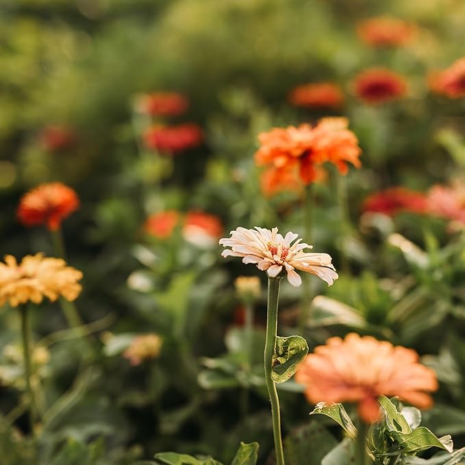 Cactus Flowered Zinnia Mix - 100 Seeds - Heirloom Giant Zinnia Variety, Attracts Bees, Butterflies & Pollinators, Non-GMO Flower Seeds for Planting Outdoors in The Garden, Thresh Seed Company