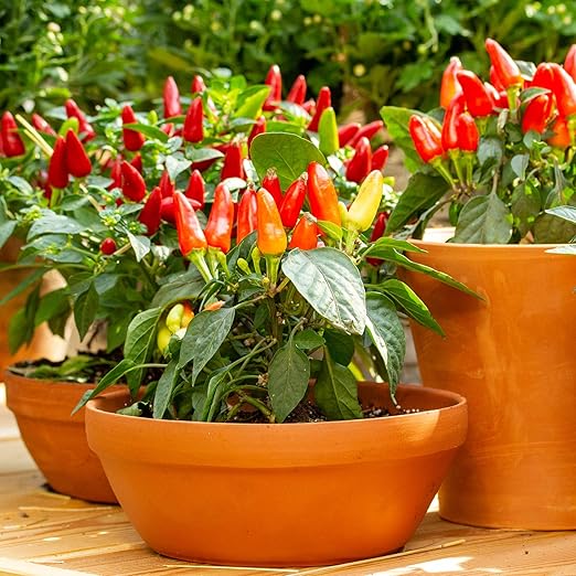 Big A Pepper Fertilizer – 12 oz Premium Organic Fertilizer for Peppers – Organic Plant Food for Garden – Gardening Nutrients for Crispy and Delicious Veggies of All Types