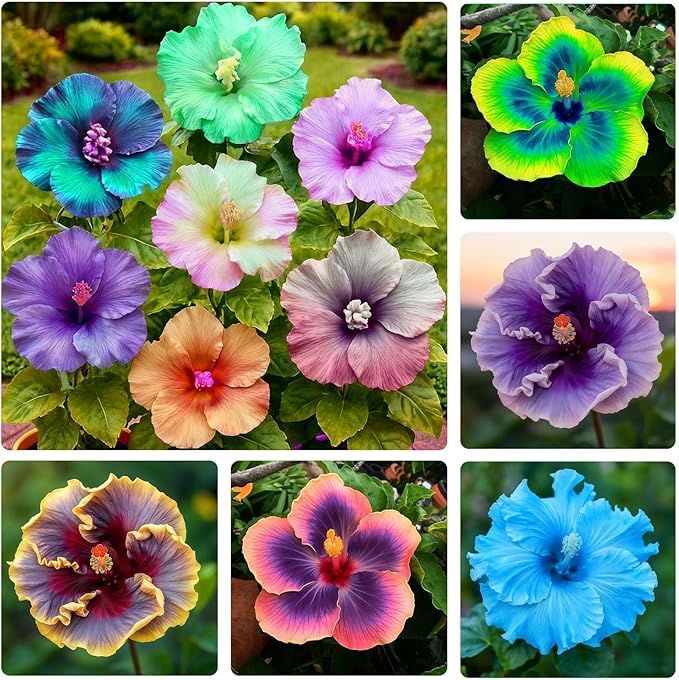 30+ Mix Exotic Hibiscus Seeds for Planting-Perennial Flower Outdoor Home Garden Flower