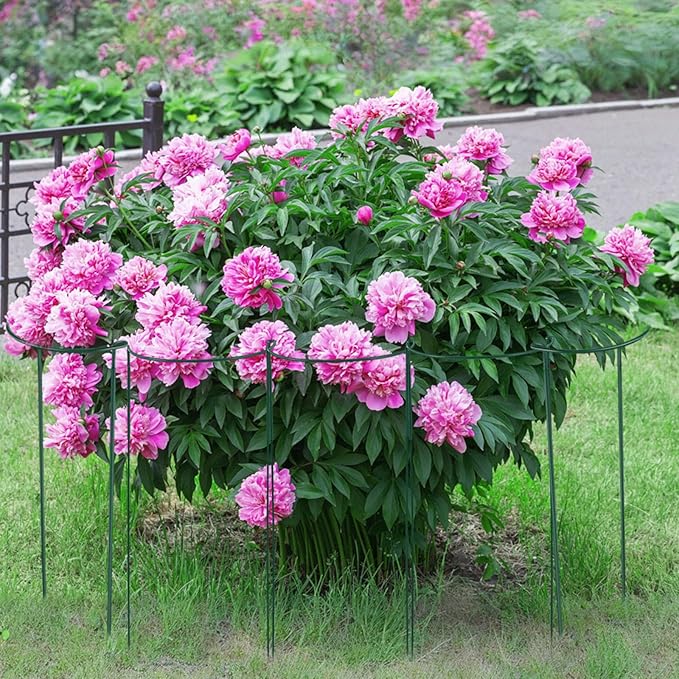 Tioncy 3 Pcs 48 H x 12.6 W Plant Support Stakes Cages for Garden, Metal Half Round Plants Tension Rods for Indoor Outdoor Large Tall Flower Vegetables Tomato Peony Rose Support
