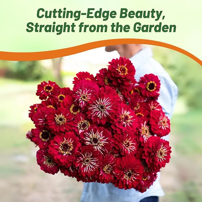 Outsidepride Dahlia Red Meteor Zinnia Seeds - 1000 Pieces Annual, Heat & Drought Tolerant Flower Seeds for Planting w/Vibrant Blooms for Pollinator Gardens & Floral Arrangements