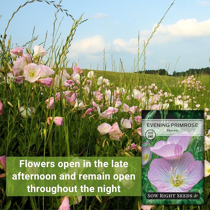 Sow Right Seeds - Showy Evening Primrose Flower Seeds for Planting - Non-GMO Heirloom Packet with Instructions - Native Wildflower for Pollinators - Perennial Pink Ladies, Mexican Evening Blooms (4)