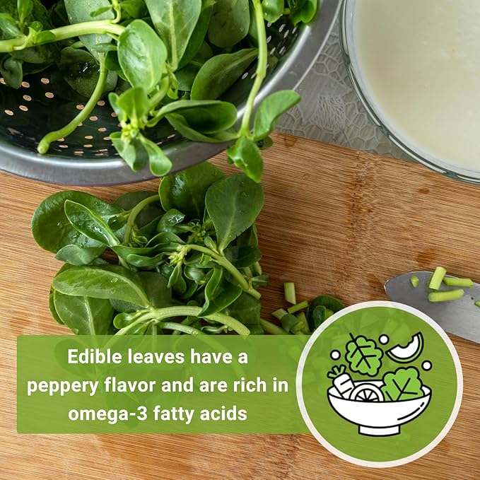 Sow Right Seeds - Purslane Seeds for Planting - Non-GMO Heirloom Packet with Instructions to Grow an Outdoor or Indoor Vegetable Garden - Rare Edible & Culinary Variety - Medicinal Benefits & Uses (3)