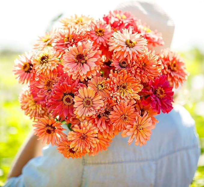 Eden Brothers Zinnia Seeds - Cactus Pink Shades, Non-GMO Seeds for Planting, Packet | Low-Maintenance Flower Seeds, Plant During Spring, Zones 3, 4, 5, 6, 7, 8, 9, 10