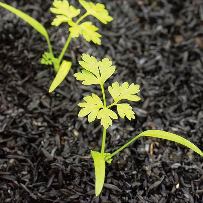 Seed Needs Chervil Seeds for Planting - Non-GMO, Heirloom & Untreated Annual Herbs - Grow an Indoor/Outdoor Garden Full of Culinary French Parsley (1 Pack)