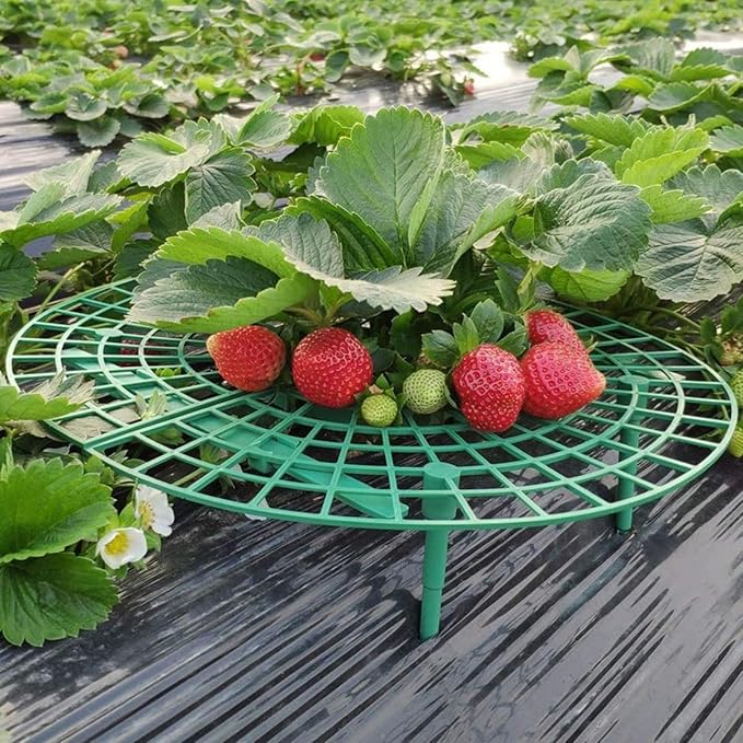 Strawberry Plant Support, 10 Pack, Raised Grid Stand to Keep Strawberries Off the Ground, Strawberry Holder for Garden Beds, Raised Planters & Pots (Round)