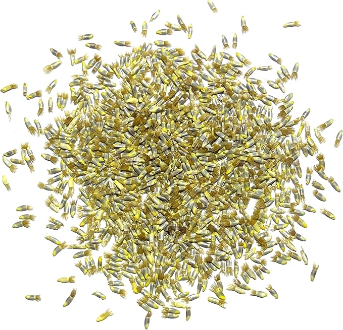 Seed Needs Cornflower Seeds for Planting Dwarf Blue Bachelor's Button Wildflowers - Heirloom & Open Pollinated Flowers to Plant and Grow an Outdoor Home Grown Butterfly Garden (2 Packs)