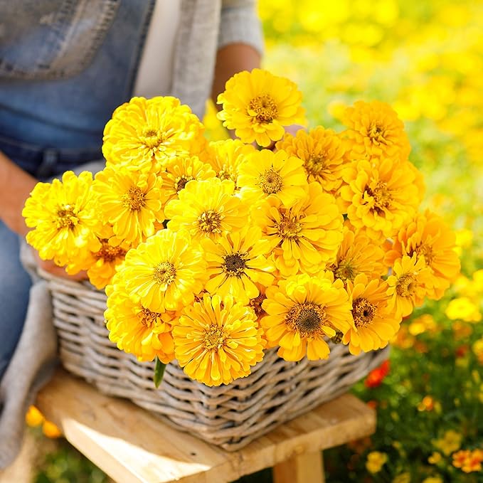 Eden Brothers Zinnia Seeds - Canary Bird, Non-GMO Seeds for Planting, 1/4 lb | Low-Maintenance Flower Seeds, Plant During Spring, Zones 3, 4, 5, 6, 7, 8, 9, 10