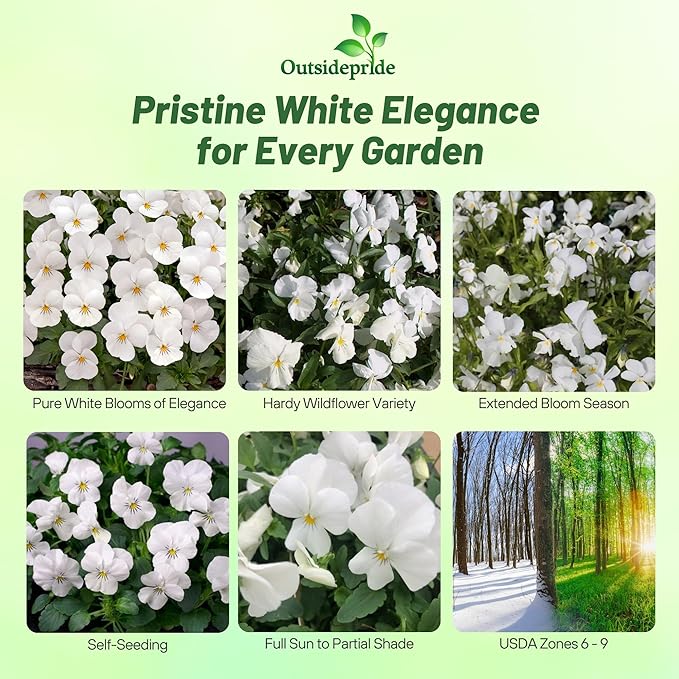 Outsidepride White Perfection Viola Pansy Seeds for Planting - 2000 Pcs. Perennial, Cold-Hardy & Pollinator Friendly Flowers with Fragrant Blooms for Garden Beds, Borders & Container Displays