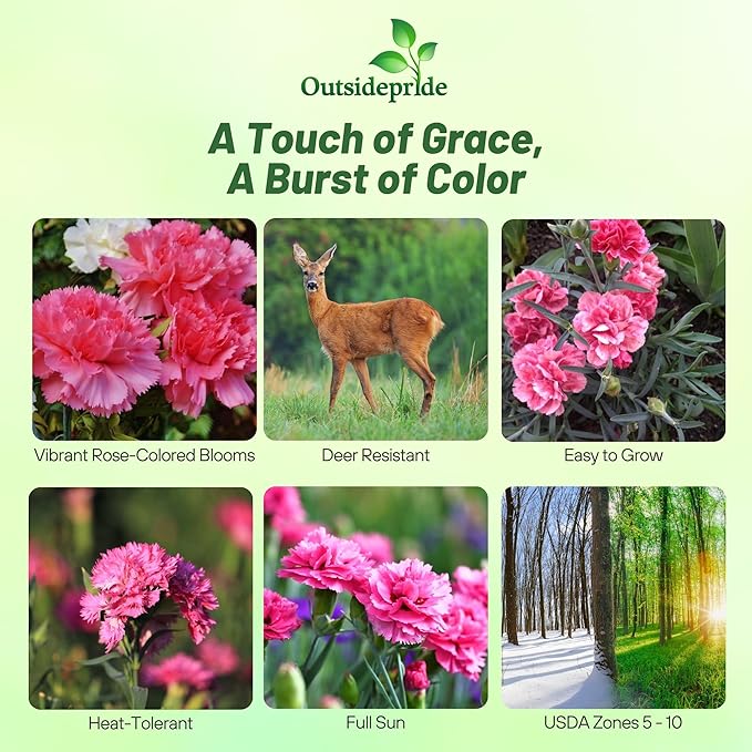 Outsidepride Rose Carnation Seeds - 1000 Pcs Biennial, Easy to Grow Flower Seeds for Planting with Fragrant Blooms, Ideal for Pollinators, Cutting Gardens, Bouquets, & Floral Arrangements