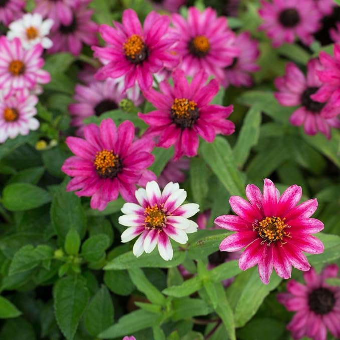 Eden Brothers Zinnia Seeds - Profusion Cherry Bicolor, Non-GMO Seeds for Planting, Packet | Low-Maintenance Flower Seeds, Plant During Spring, Zones 2, 3, 4, 5, 6, 7, 8, 9, 10