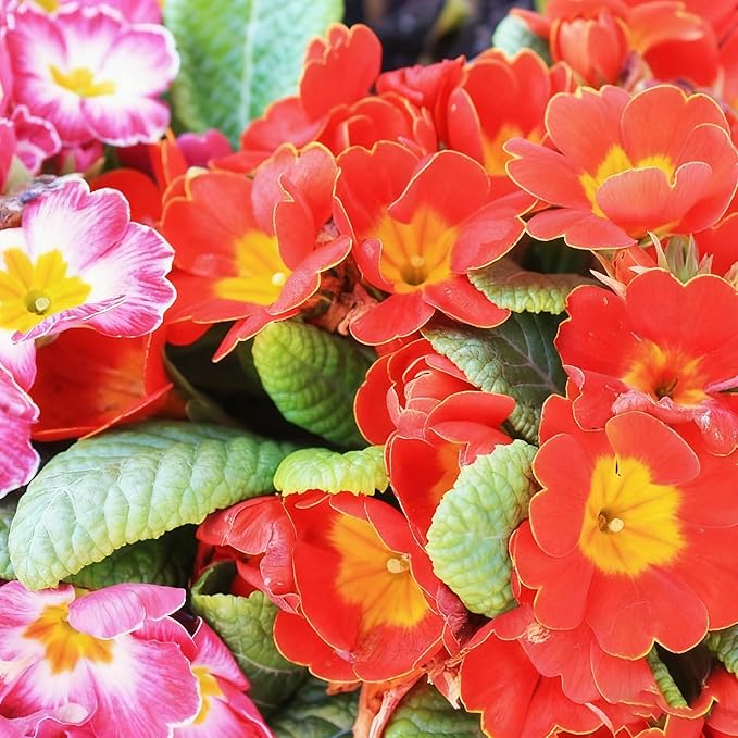 1000+ Primrose Primula Flower Seeds for Planting, Mixed Color Double Primula Seed, Perennial Plants, Non-GMO Heirloom Primrose Flower Seeds for Home Garden Outdoor