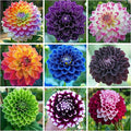 300+ Mix Dahlia Seeds Multi-Color Beautiful Annual Outdoor Garden Potted Plants Non-GMO Dahlia Seeds for Planting Outdodor Indoor Garden