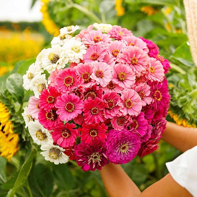 Eden Brothers Zinnia Seeds - Show Stopper Mix, Non-GMO Seeds for Planting, 1 oz | Low-Maintenance Flower Seeds, Plant During Spring, Zones 3, 4, 5, 6, 7, 8, 9, 10