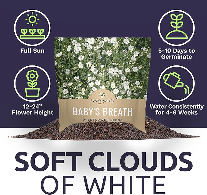 Showy Baby's Breath Seeds – Bulk Quarter Pound Bag – Over 80,000 Open Pollinated Non-GMO Wildflower Seeds – Gypsophila elegans – Quick Blooming White Flowers