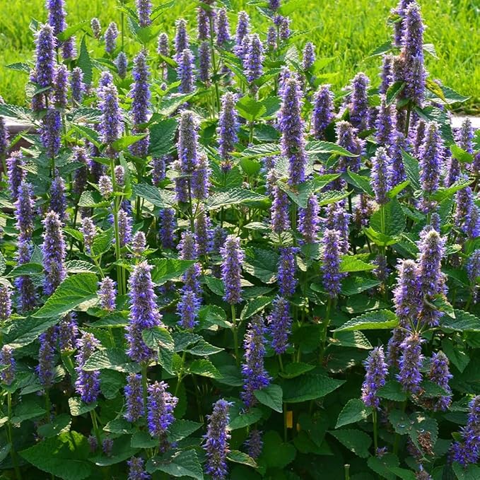 Mixrug Lavender Giant Hyssop Seeds for Planting, 100+pcs Rare Perennial Anise Hyssop Flower Seeds Plants, Non-GMO Heirloom Open Pollinated Beauty Home Garden for Outdoors