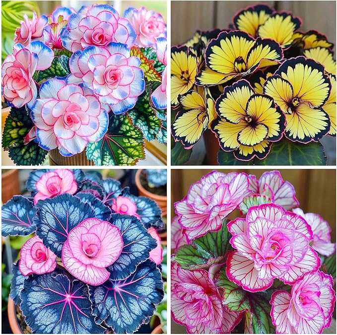 120+ Mix Begonia Seeds for Planting-Non-GMO Heirloom Plant Seeds Garden Outdoor