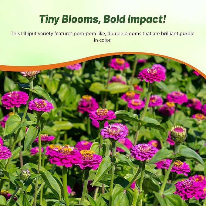 Outsidepride Purple Lilliput Zinnia Seeds - 1000 Pieces Annual, Drought Tolerant Flower Seeds for Planting Outdoors w/Pom-Pom-Like Compact Double Blooms for Borders & Containers, Pollinator Friendly