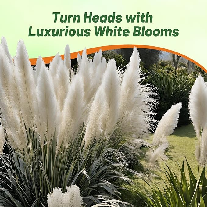 Outsidepride White Pampas Grass Seeds – 1,000 Pcs. Perennial, Drought-Tolerant Ornamental Grass for Large Garden Borders, Privacy Landscaping, Xeriscaping, and Low-Maintenance Outdoor Spaces