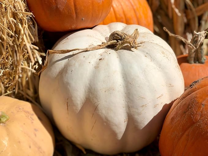 Park Seed Super Moon F1 Pumpkin Seeds – Non-GMO, AAS-Winning White Pumpkins for Carving, Decorating & Cooking, Powdery Mildew Resistant, 25–50 lb Fruits, Pack of 10