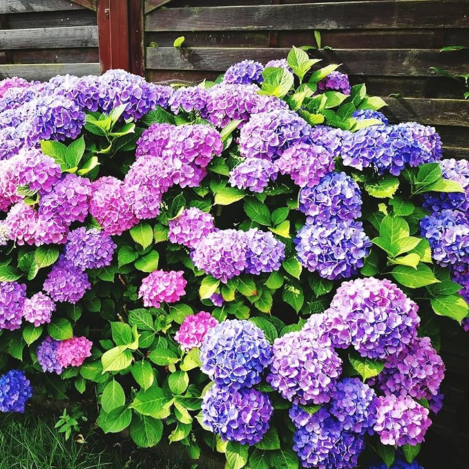 60+ Perennial Hydrangea Seeds Flower for Home Gardens Outdoor-Non-GMO Heirloom Flower High Germination Rate