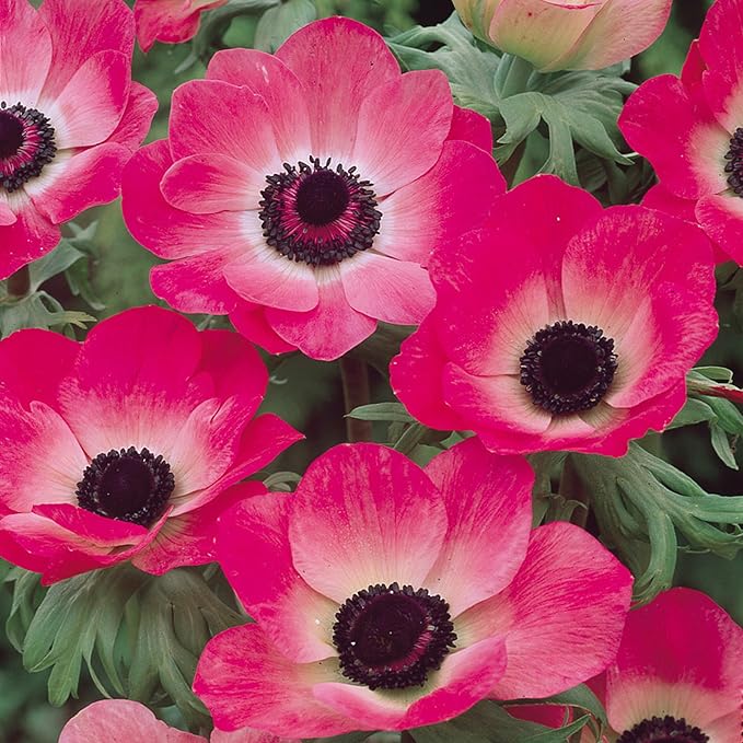 100+Perennial Anemone Flower Seeds for Planting- Non-GMO Jerusalem Anemone Hupehensis Windflowers Seeds Ornamental Attracts Pollinators
