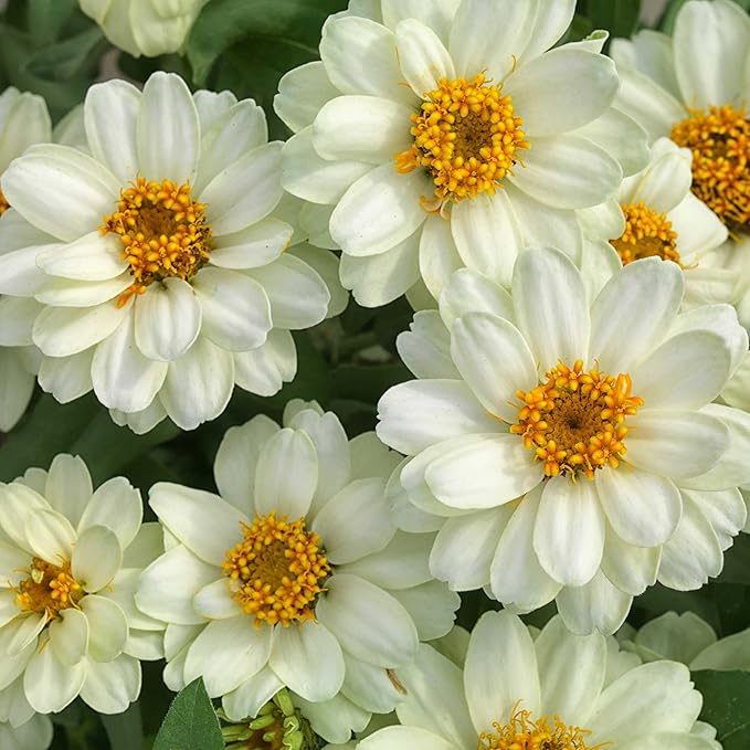 Eden Brothers Zinnia Seeds - Profusion Double White