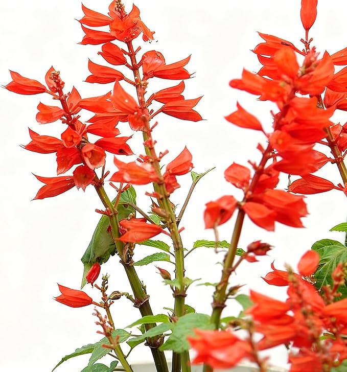 50 Scarlet Sage Flower Seeds for Planting, Perennial Rare Salvia Seed, Non-GMO Arizona Sandstone Agastache Seeds for Garden Home Plant