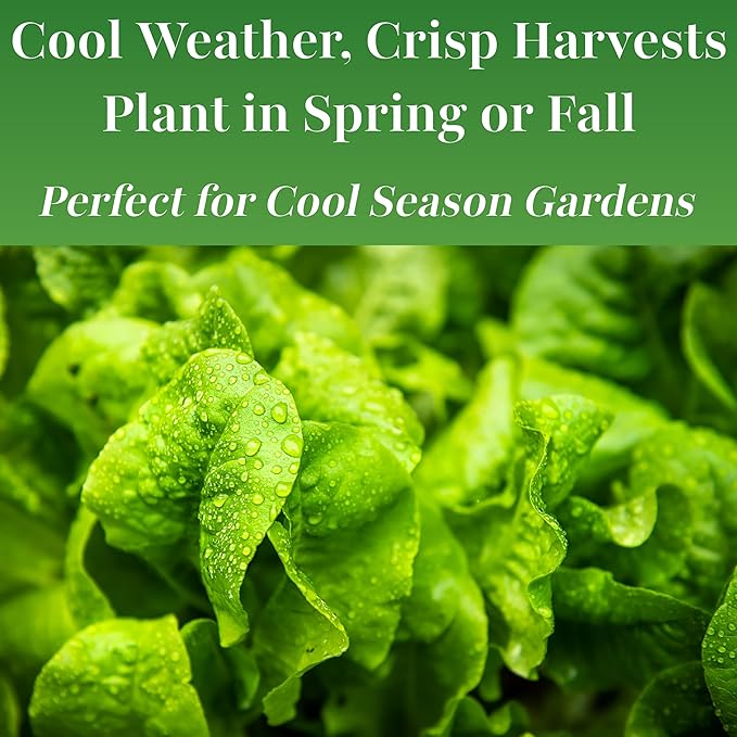 TKE Farms & Gardens - Buttercrunch Lettuce Seeds for Planting, 2500+ Seeds, Heirloom, Non-GMO, 3 Grams, Indoor & Outdoor Gardens, Butterhead Lettuce (Lactuca Sativa), Growing Instructions Included