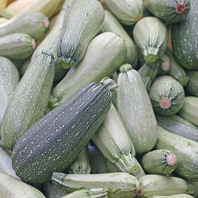Grey Zucchini Summer Squash Garden Seeds - 1 Oz - Non-GMO, Heirloom - Vegetable Gardening Seed - Gray