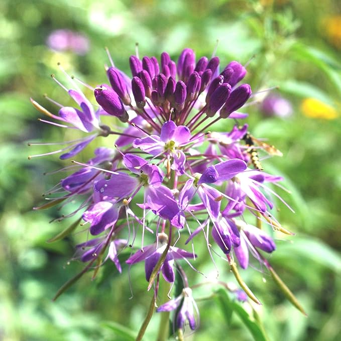 Eden Brothers Rocky Mountain Beeplant (Wild Cleome)