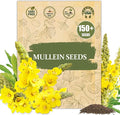 Premium Mullein Seeds (Verbascum thapsus) – 150+ Non-GMO Heirloom Seeds for Fast-Growing, Medicinal Plants – Easy to Grow & Resilient