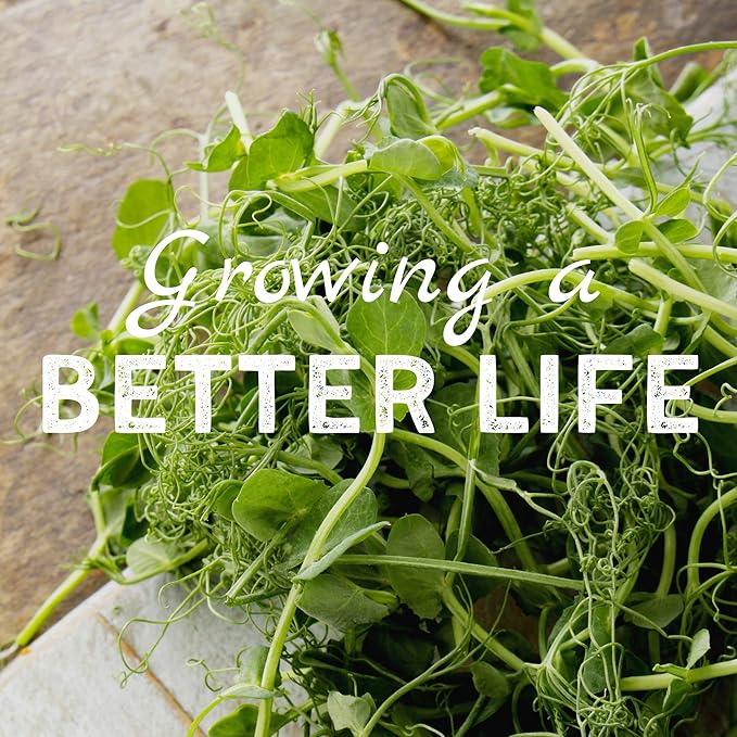 Tendril Pea Microgreens Seeds - 1 Lb ~1,440 Seeds - Non-GMO Peas Sprouting Seed for Vegetable Gardening, Cover Crop, Microgreen Pea Shoots