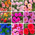 10000+Mixed Portulaca Moss Rose Seeds for Planting Outdoor Beautiful Garden Decor Home