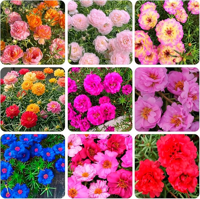 10000+Mixed Portulaca Moss Rose Seeds for Planting Outdoor Beautiful Garden Decor Home