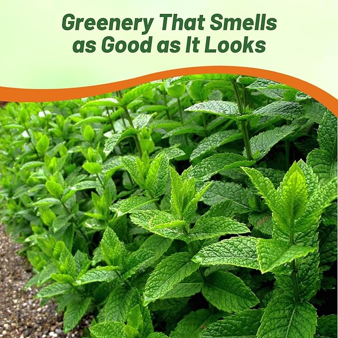 Outsidepride Peppermint Seeds for Planting - 2000 Pcs Perennial Compact Growth, Easy to Grow Herb Seeds w/Aromatic Foliage for Culinary Uses, Herbal Remedies & Wellness, Ideal for Container Gardening
