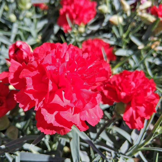 Outsidepride Scarlet Carnation Seeds - 1000 Pcs Biennial, Easy to Grow Flower Seeds for Planting with Fragrant Blooms, Ideal for Pollinators, Cutting Gardens, Bouquets, & Floral Arrangements
