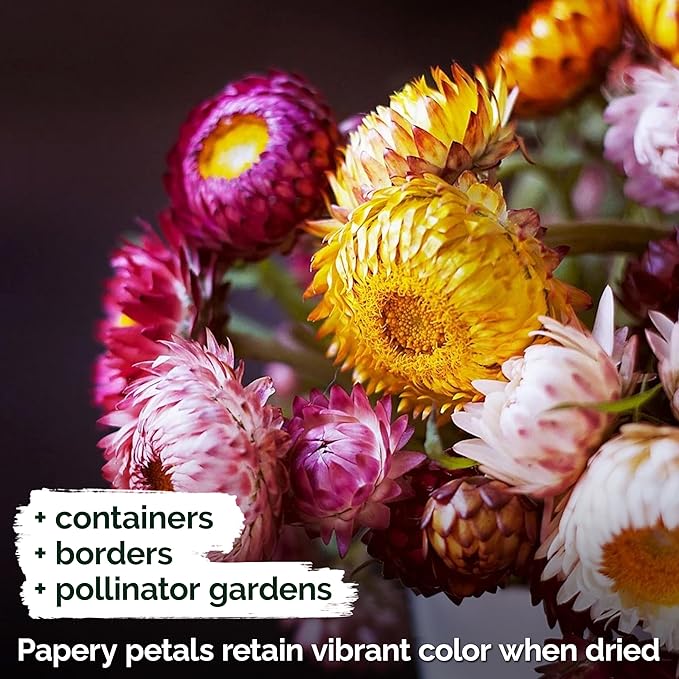 KVITER 3,000 Tall Mix Strawflower Seeds for Planting (Xerochrysum/Helichrysum Bracteatum), 2 Pack — Golden Everlasting Flower, Paper Daisy — Ideal Organic, Heirloom Cut Flower Seeds to Plant Outside