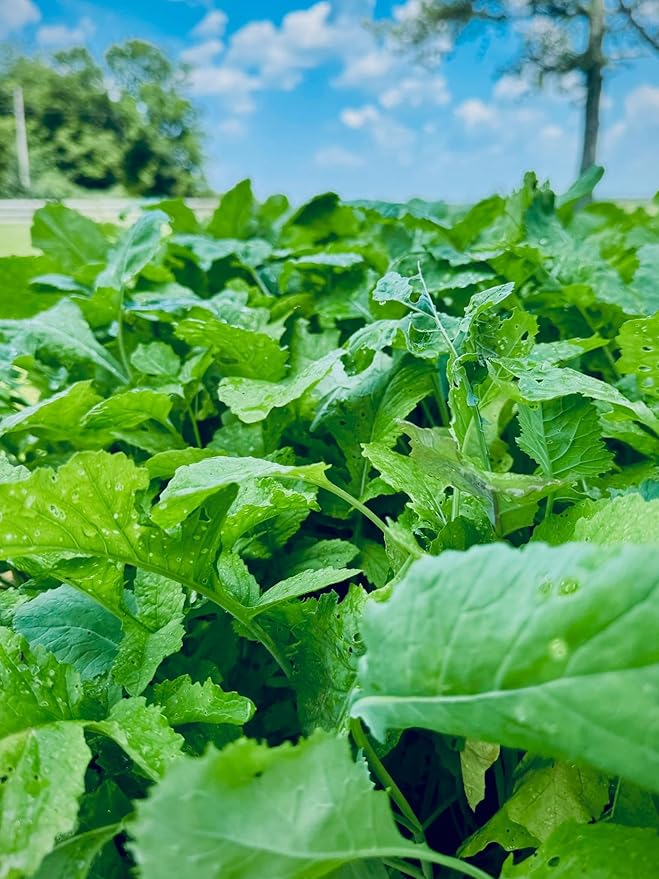 Whitetail Hill Late Season Brassicas Food Plot Seed Mix, 1/3 Acre or 2.5 Acres, 5 Brassicas, Cold Hardy, Graze Tolerant, Forage All Winter Long