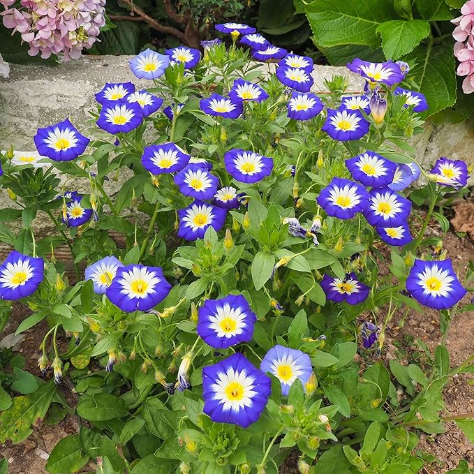 Eden Brothers Morning Glory Seeds (Dwarf) - Royal Ensign